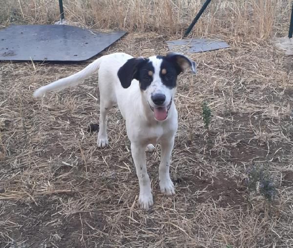 Pesca, Cucciola Di 7 Mesi Cerca Casa! 